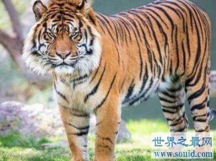 现存世界上最小的老虎，苏门答腊虎仅剩400只(www.gifqq.com)