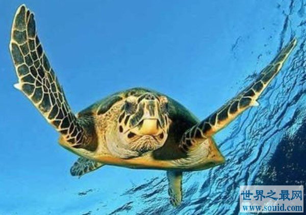 世界最长寿的动物之海龟，寿命最长能活300多岁(www.gifqq.com)