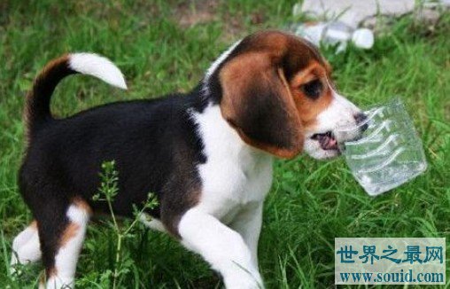 世界上最小的狩猎犬，体型虽小却能轻松抓捕兔子(www.gifqq.com)