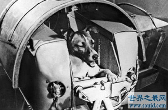 第一个遨游太空的流浪狗,也是第一个死在太空的生物(www.gifqq.com)