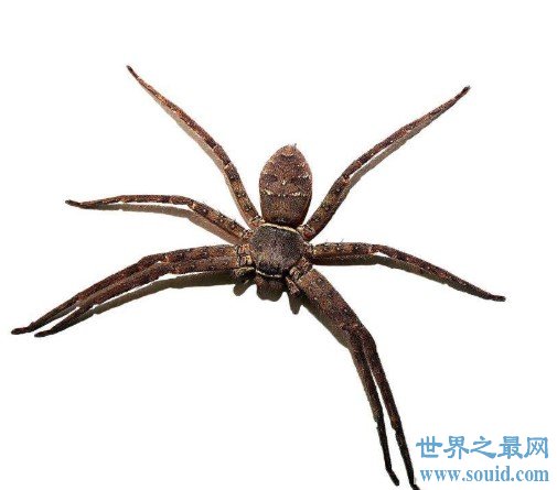 最大的室内蜘蛛，白额高脚蛛(www.gifqq.com)