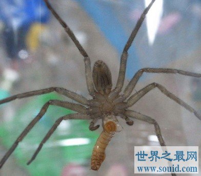 最大的室内蜘蛛，白额高脚蛛(www.gifqq.com)