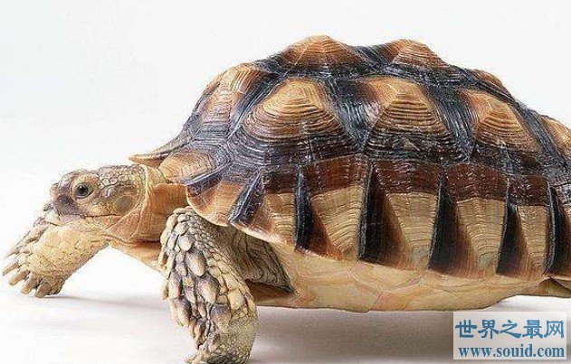 世界上跑得最快的乌龟，20秒跑了5.4米获金氏世界纪录认证(www.gifqq.com)