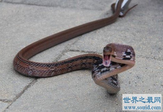 世界上最胆小的蛇，灰鼠蛇看见人就跑(www.gifqq.com)