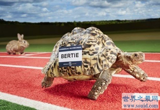 世界上跑得最快的乌龟，20秒跑了5.4米获金氏世界纪录认证