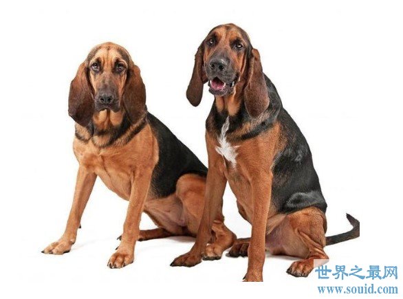 世界上最著名的也是体型最大的嗅觉猎犬之一,寻血猎犬(www.gifqq.com)