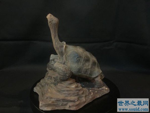 全球最后一只加拉帕戈斯象龟离世,孤独乔治活了100多岁(www.gifqq.com)