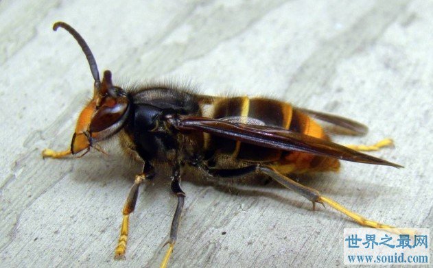 世界上最大的马蜂，是普通马蜂的2倍(www.gifqq.com)