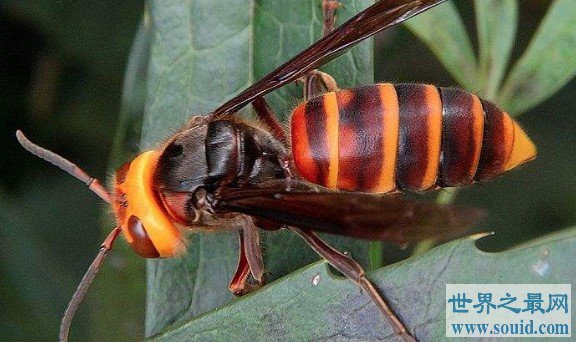 世界上最大的马蜂，是普通马蜂的2倍(www.gifqq.com)