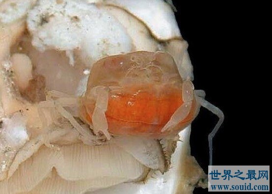 豆蟹 世界上最小的螃蟹