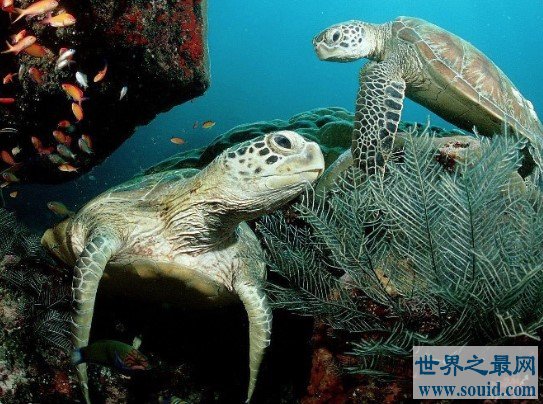 世界最长寿的动物之海龟，寿命最长能活300多岁(www.gifqq.com)