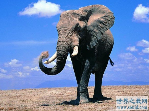 世界上最大的大象，相当于9辆汽车(www.gifqq.com)