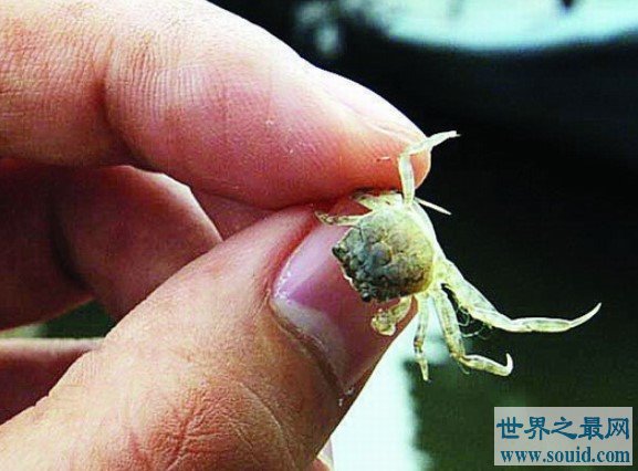 豆蟹 世界上最小的螃蟹(www.gifqq.com)