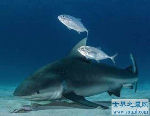 世界上最好斗的鲨鱼，对人类的威胁最大(www.gifqq.com)