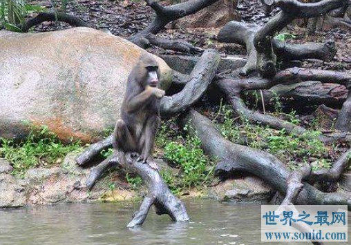 世界上最大的猴科动物，外形奇特的它们身长能接近80厘米(www.gifqq.com)