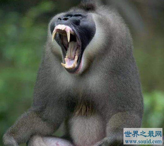 世界上最大的猴科动物，外形奇特的它们身长能接近80厘米(www.gifqq.com)