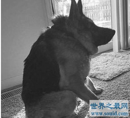 世界上最丑的犬种，卡西莫多犬(天生残疾没有脖子)(www.gifqq.com)