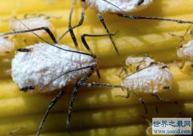 世界上繁殖最快的昆虫,蚜虫4-5天就能繁殖(www.gifqq.com)