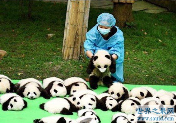 全球最小熊猫幼仔，堪与鸡蛋比大小(www.gifqq.com)