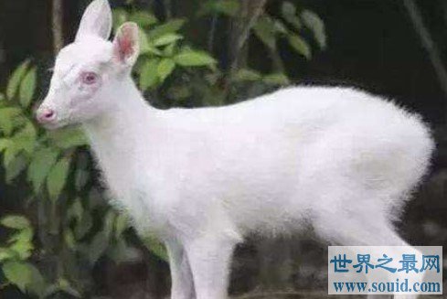 神农架罕见动物白化小麂 白化动物为何频繁出现在神农架(www.gifqq.com)