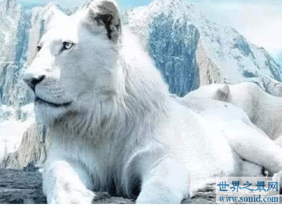 双胞胎白狮诞生,全球仅百只比大熊猫还要珍贵(www.gifqq.com)