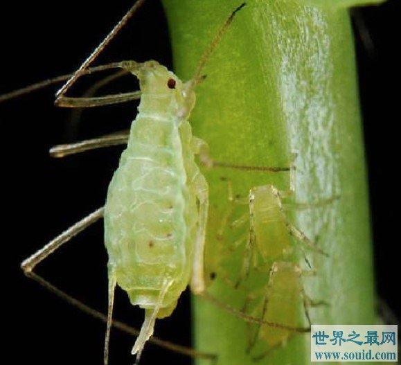 世界上繁殖最快的昆虫,蚜虫4-5天就能繁殖(www.gifqq.com)