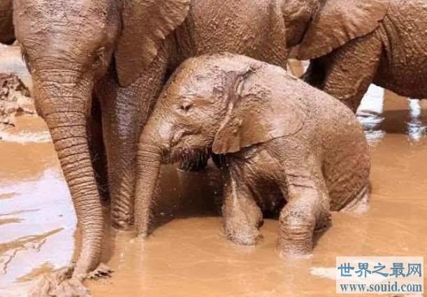 小象跌落瀑布死亡,5头大象为救小象同时丧生