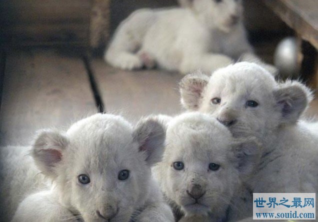 双胞胎白狮诞生,全球仅百只比大熊猫还要珍贵(www.gifqq.com)