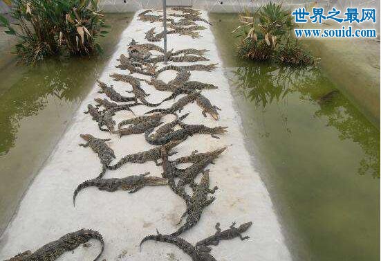 世界最大的鳄鱼公园，十万条超凶鳄鱼一起扑过来(www.gifqq.com)
