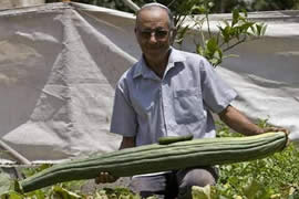 世界上最长的黄瓜，英国老太种出长1.19米黄瓜(图)