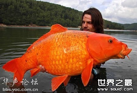 世界上最大的金鱼(www.gifqq.com)