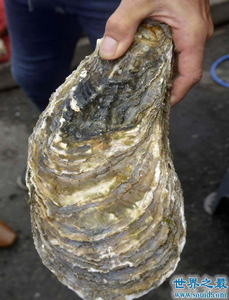 世界上最大的牡蛎，重达4.3斤(载入吉尼斯纪录)(www.gifqq.com)
