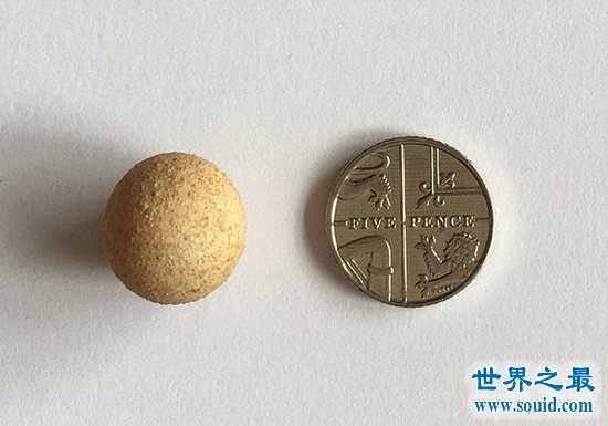 世界上最小的鸡蛋，比一元硬币还小(仅1.55厘米)(www.gifqq.com)