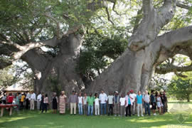 世界上最粗的树，百骑大栗树(直径17.5米)