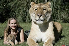 世界上最大的猫科动物，美国狮虎(长3.3米)