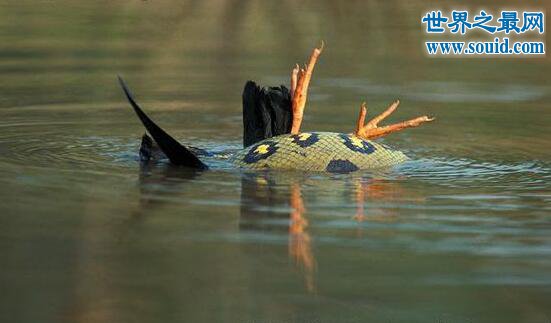 世界上最大的蛇绿水蟒，吉尼斯认证8.9米的吃人巨蟒(www.gifqq.com)