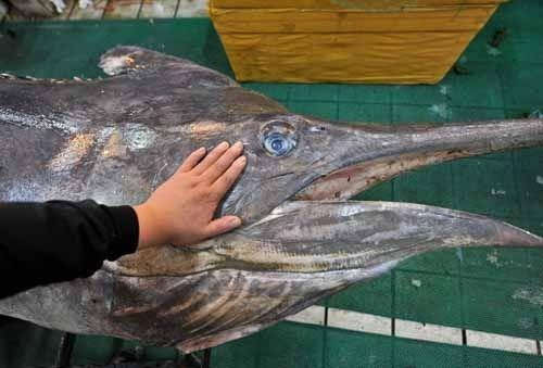 世界上最大的鲶鱼，长2.46米的巨型鲶鱼(重226斤)(www.gifqq.com)
