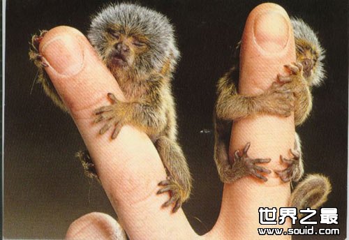 世界上最小的猴子，拇指猴(只有手指头长)(www.gifqq.com)