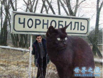 世界上最大的猫，乌克兰巨猫Angie(重726斤)(www.gifqq.com)
