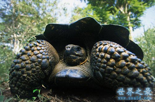 世界上最大的乌龟，加拉帕戈斯象龟(长6米/重700斤)(www.gifqq.com)