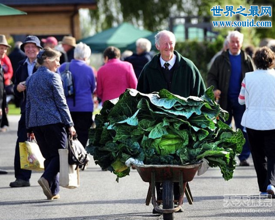 世界上最大的花菜，英国老汉种出54斤花菜(www.gifqq.com)