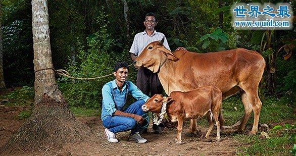 世界上最矮的牛，仅高61厘米(比狗还矮)(www.gifqq.com)