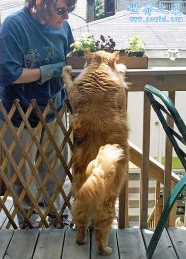 世界上最大的猫，乌克兰巨猫Angie(重726斤)(www.gifqq.com)