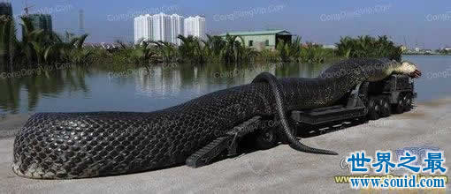 发现世界上最大的蛇，长19米一口吃掉成人(多图)(www.gifqq.com)