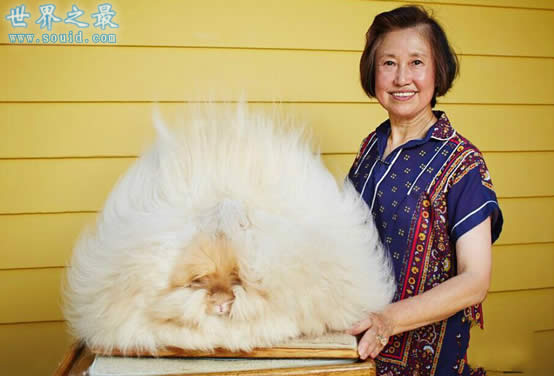 世界上兔毛最长的兔子，长36.5厘米(不信看图)(www.gifqq.com)