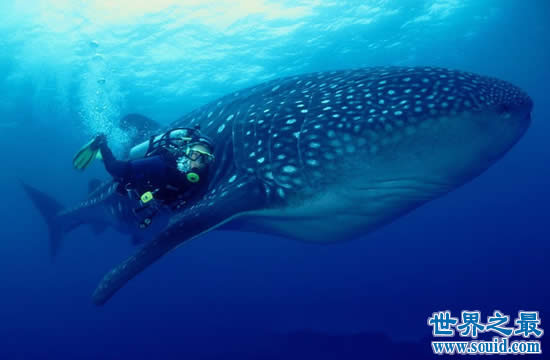 世界上最大的鱼是什么鱼，鲸鲨(长20米/重55吨)(www.gifqq.com)