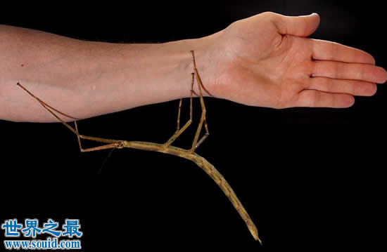 最新世界上最长的昆虫，长62.4厘米的巨型竹节虫(www.gifqq.com)