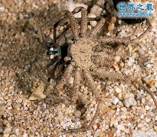 世界上最毒的十大蜘蛛排名，巴西游走蛛咬一口致男子勃起数天(www.gifqq.com)