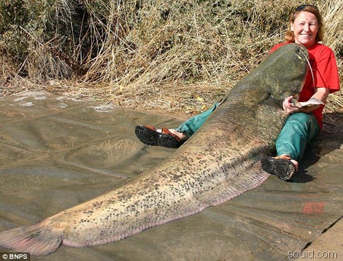 世界上最大的鲶鱼，长2.46米的巨型鲶鱼(重226斤)(www.gifqq.com)