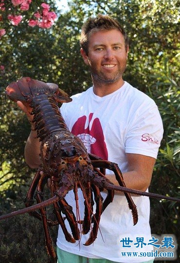 世界上最大的龙虾，长1.2米重40斤的大龙虾(图片)(www.gifqq.com)